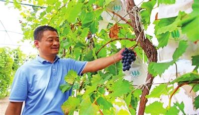 大棚種出金燦燦好日子——武清區梅廠鎮灰鍋口村設施農業與苗木種植結碩果