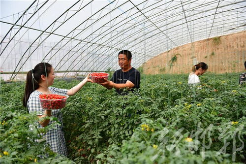 館陶縣雙輪驅(qū)動(dòng) 果蔬種植鼓起農(nóng)民錢袋子，苗木種植鋪就綠色致富路