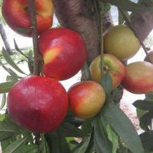鄒城市思成果蔬種植專業(yè)合作社 綠色果蔬種植，品質(zhì)與健康的守護(hù)者